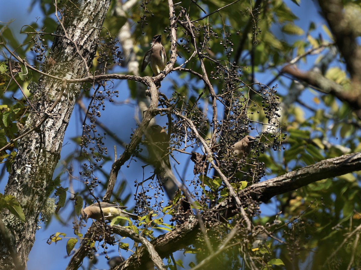 Cedar Waxwing - ML624659461