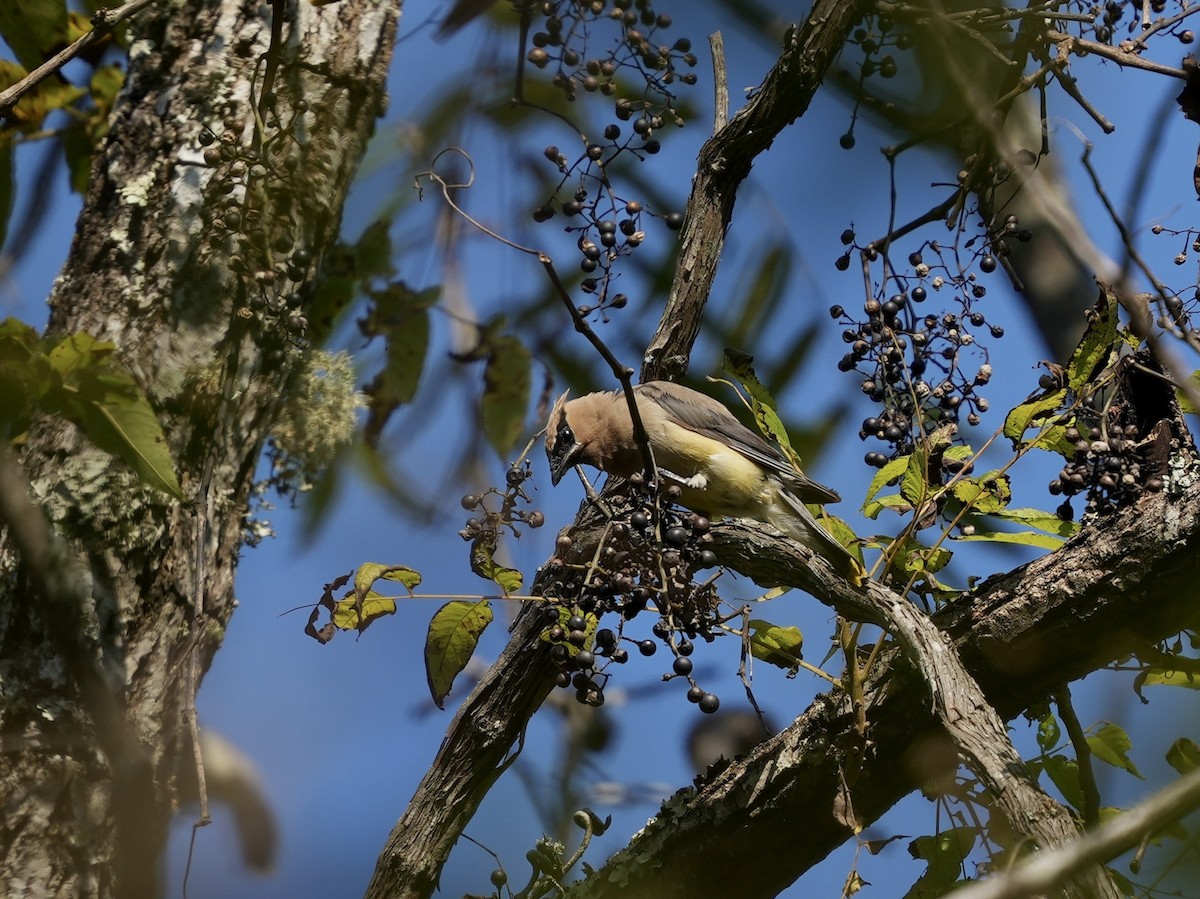 Cedar Waxwing - ML624659462
