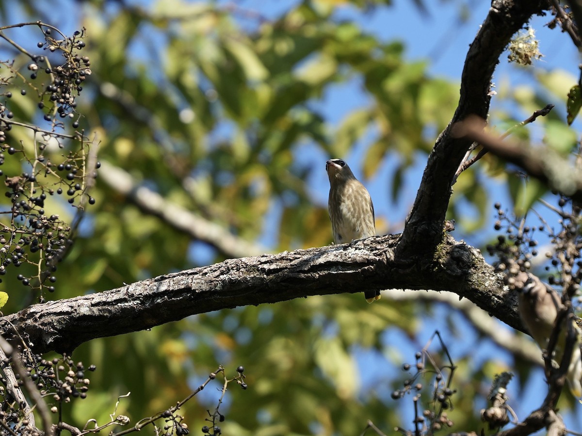 Cedar Waxwing - ML624659463