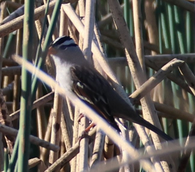 White-crowned Sparrow - ML624659480