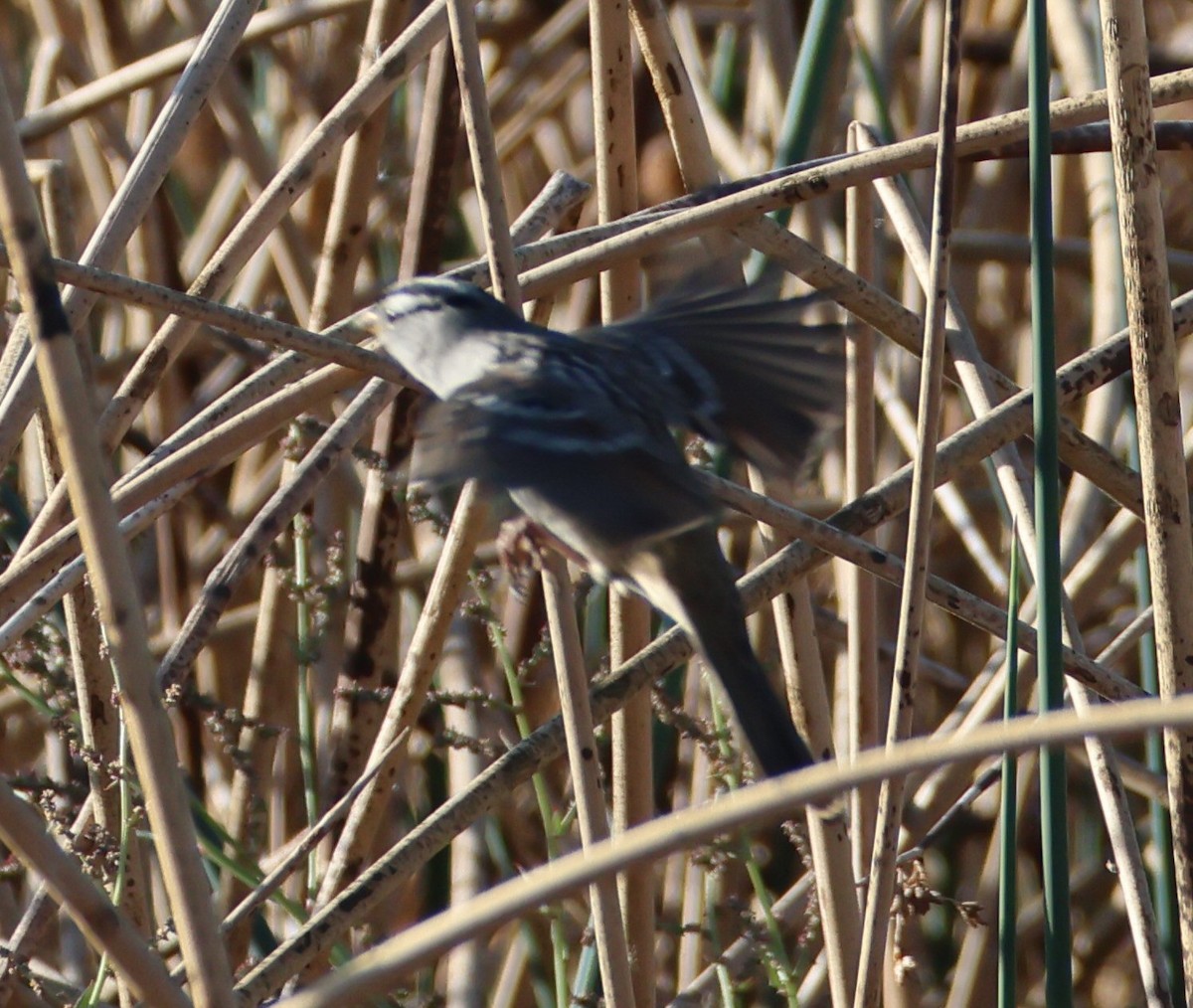 White-crowned Sparrow - ML624659481