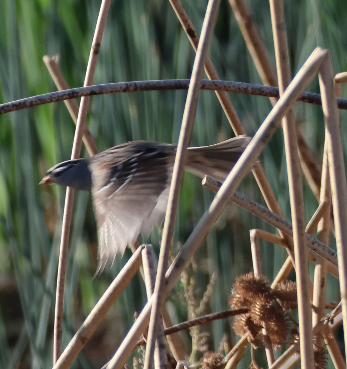 White-crowned Sparrow - ML624659482