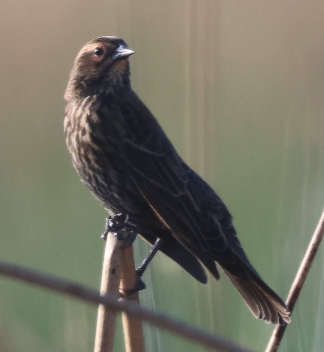 Red-winged Blackbird - ML624659524