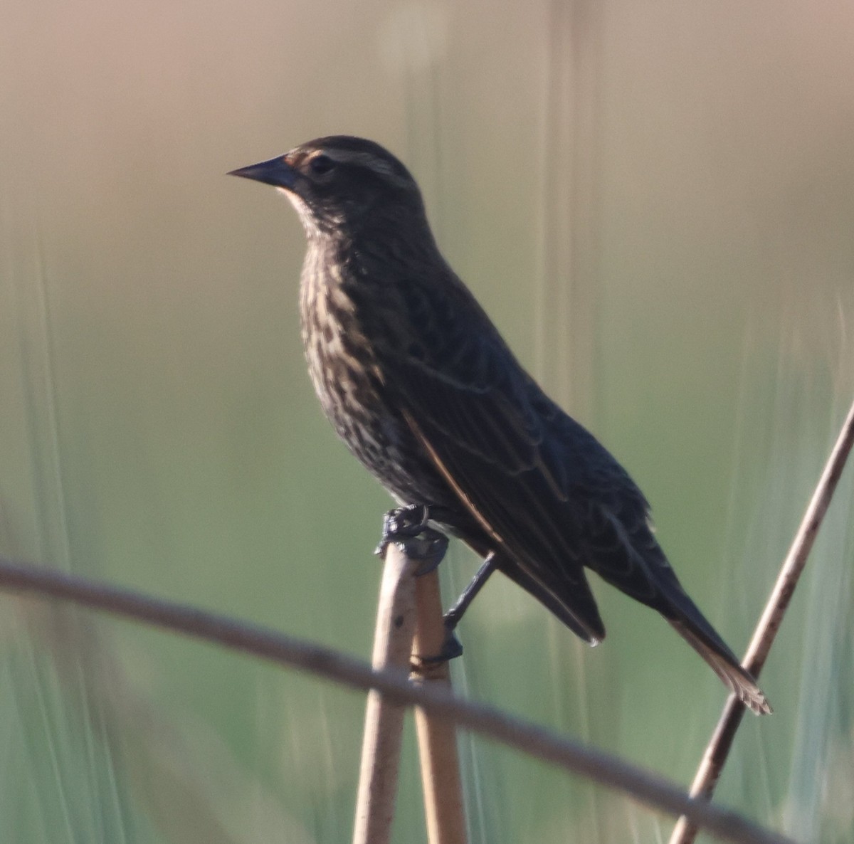 Red-winged Blackbird - ML624659527