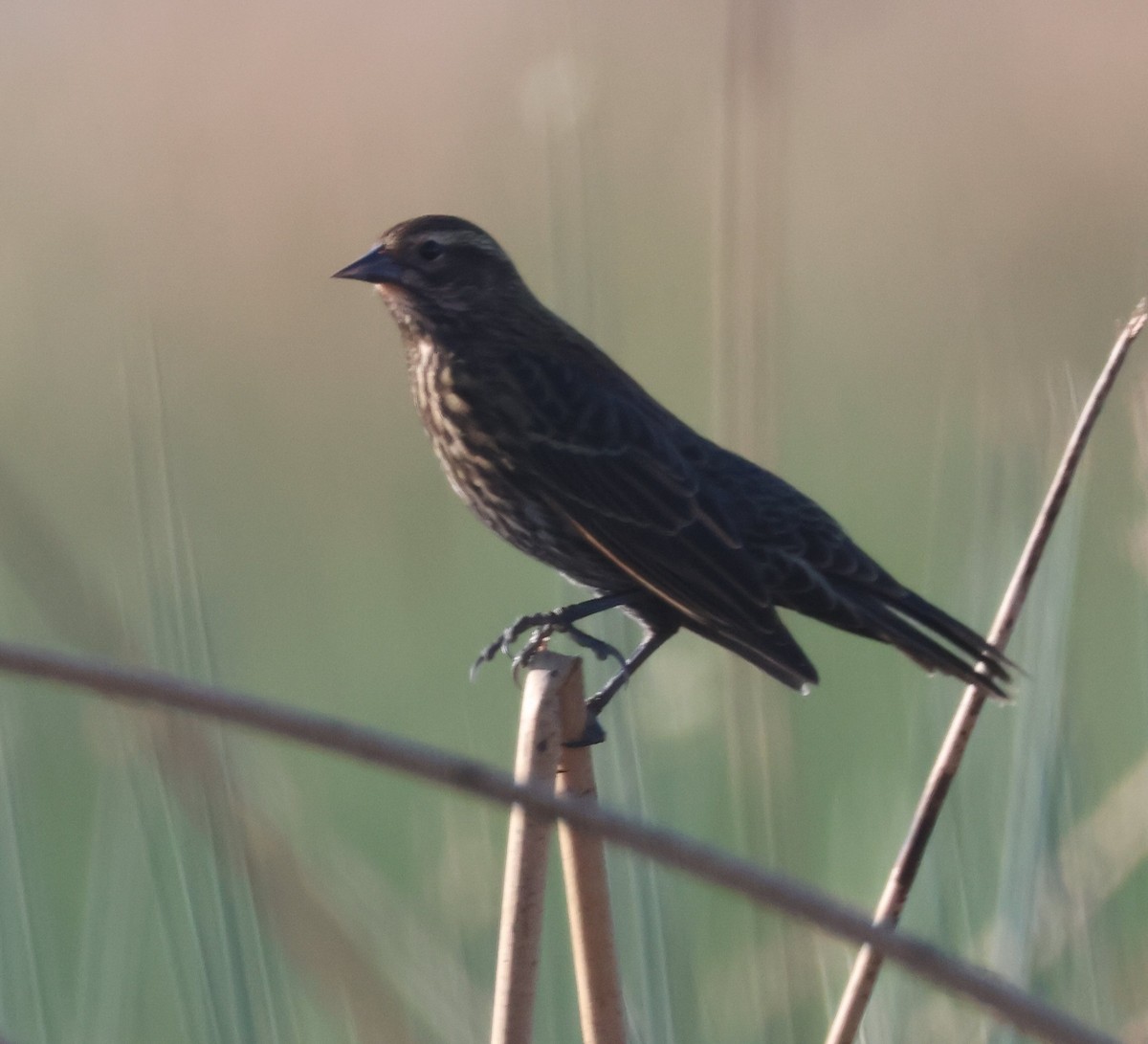 Red-winged Blackbird - ML624659528