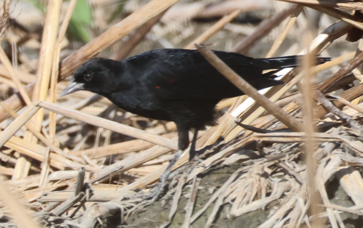 Red-winged Blackbird - ML624659529