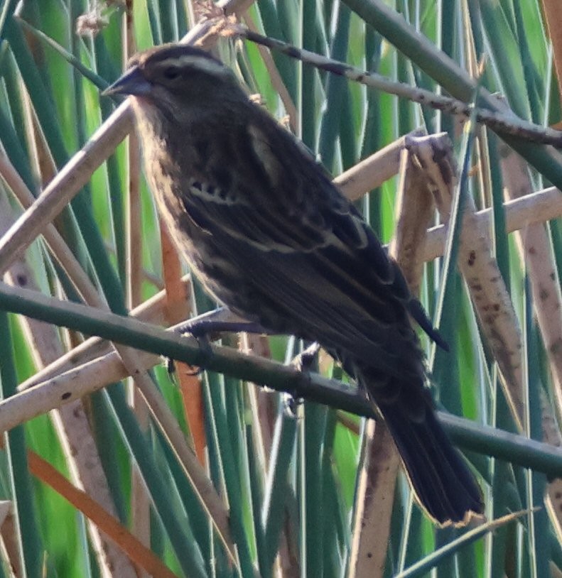 Red-winged Blackbird - ML624659591