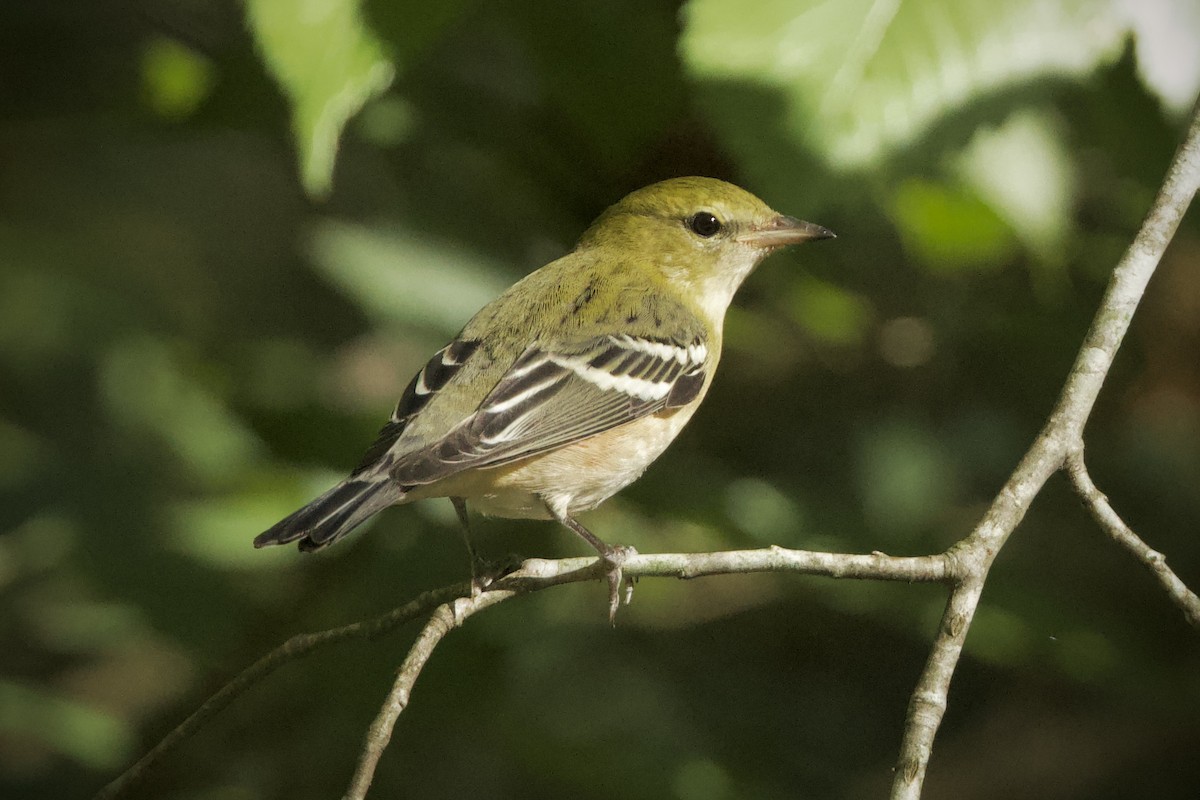 Bay-breasted Warbler - ML624659948