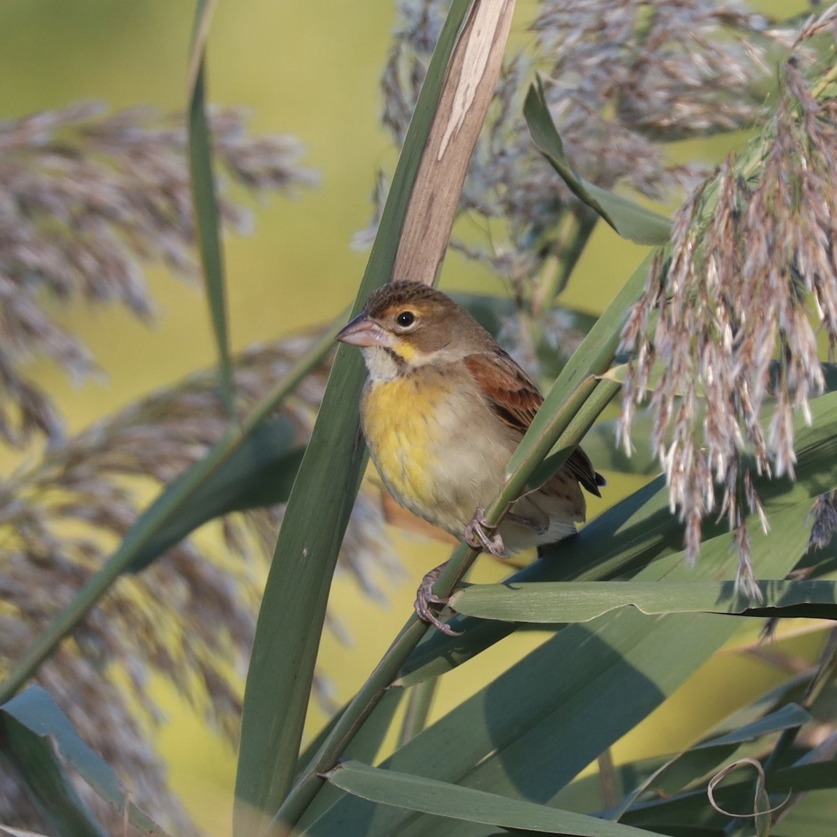 Dickcissel - ML624659955