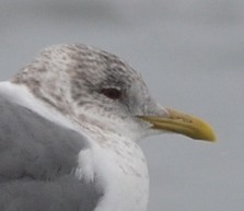 Common Gull (Kamchatka) - ML624660094