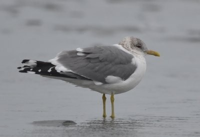 Common Gull (Kamchatka) - ML624660100