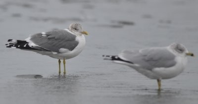 Common Gull (Kamchatka) - ML624660107