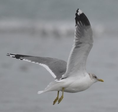 Common Gull (Kamchatka) - ML624660126