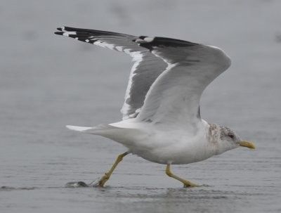 Common Gull (Kamchatka) - ML624660130