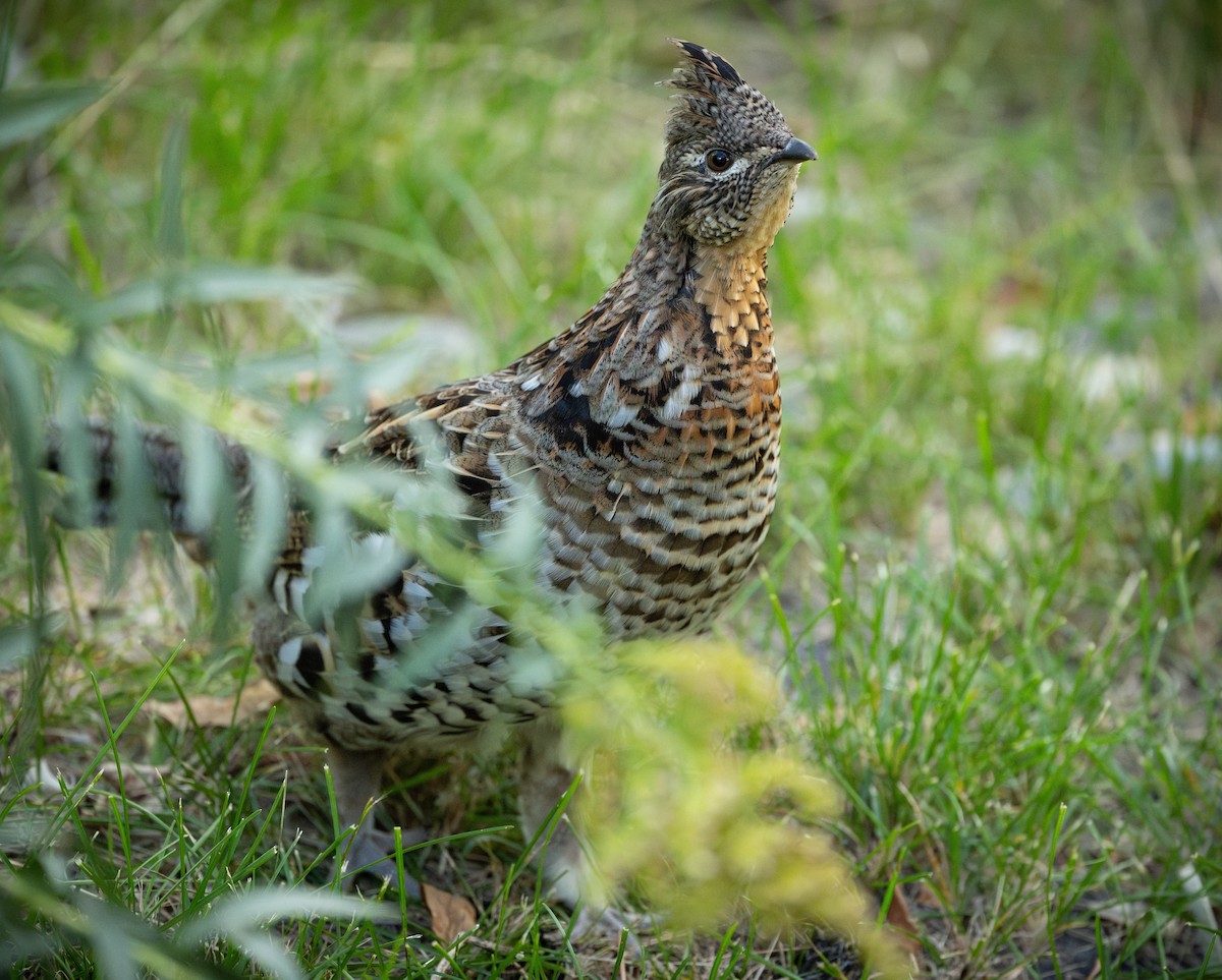 Ruffed Grouse - ML624660142