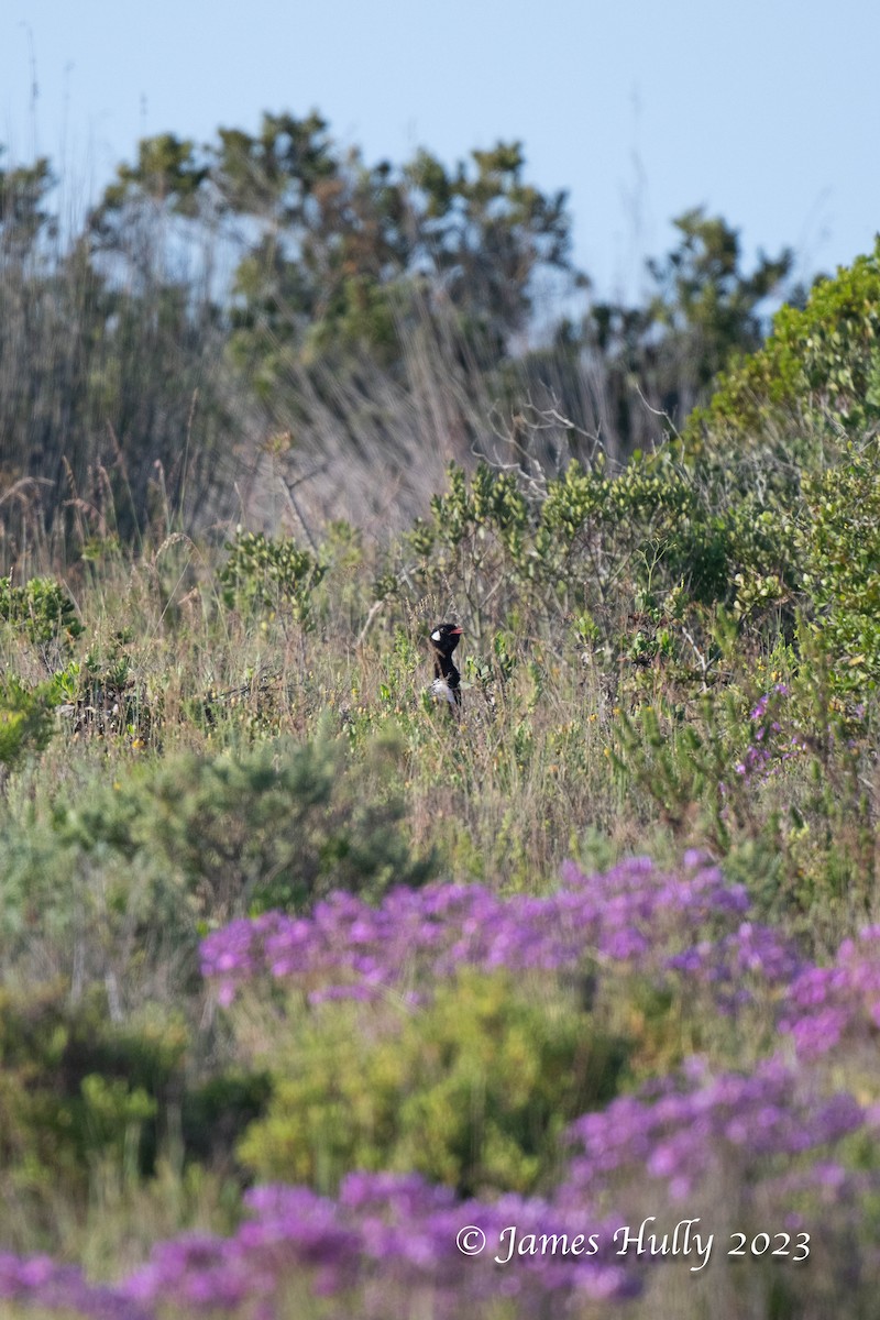 Black Bustard - ML624660178