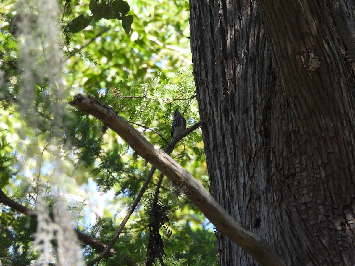 Black-and-white Warbler - ML624660238