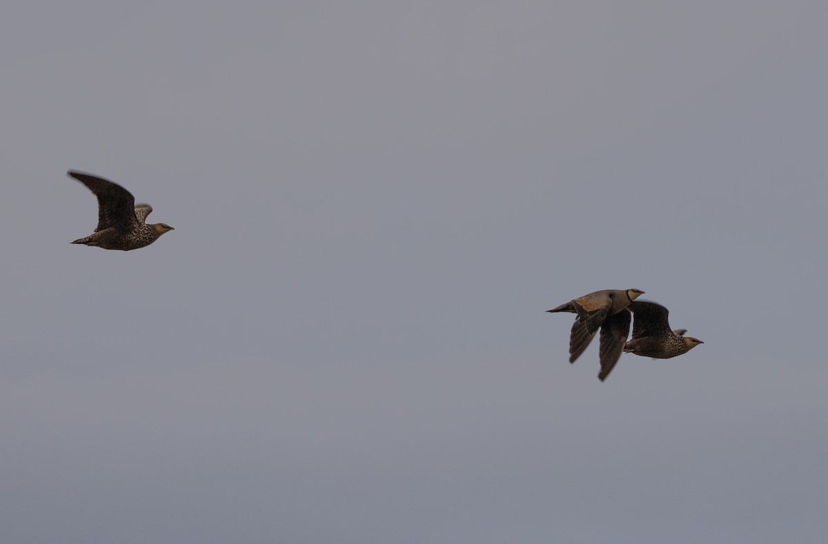 Yellow-throated Sandgrouse - ML624660302