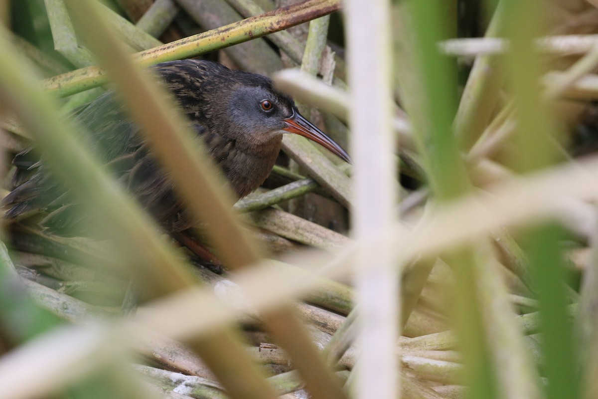 Virginia Rail - ML624660353