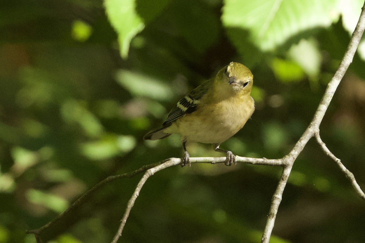 Bay-breasted Warbler - ML624660536