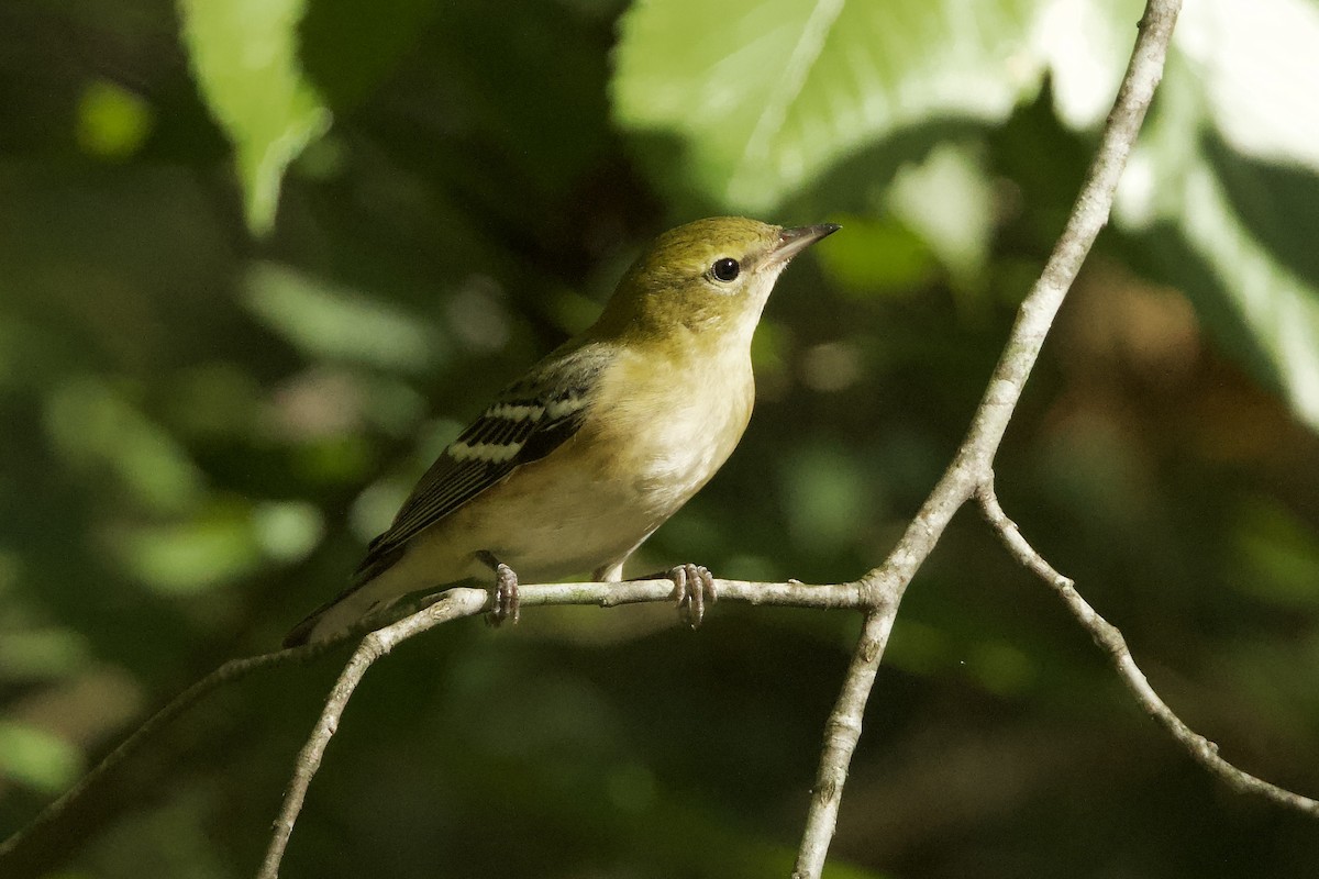 Bay-breasted Warbler - ML624660538