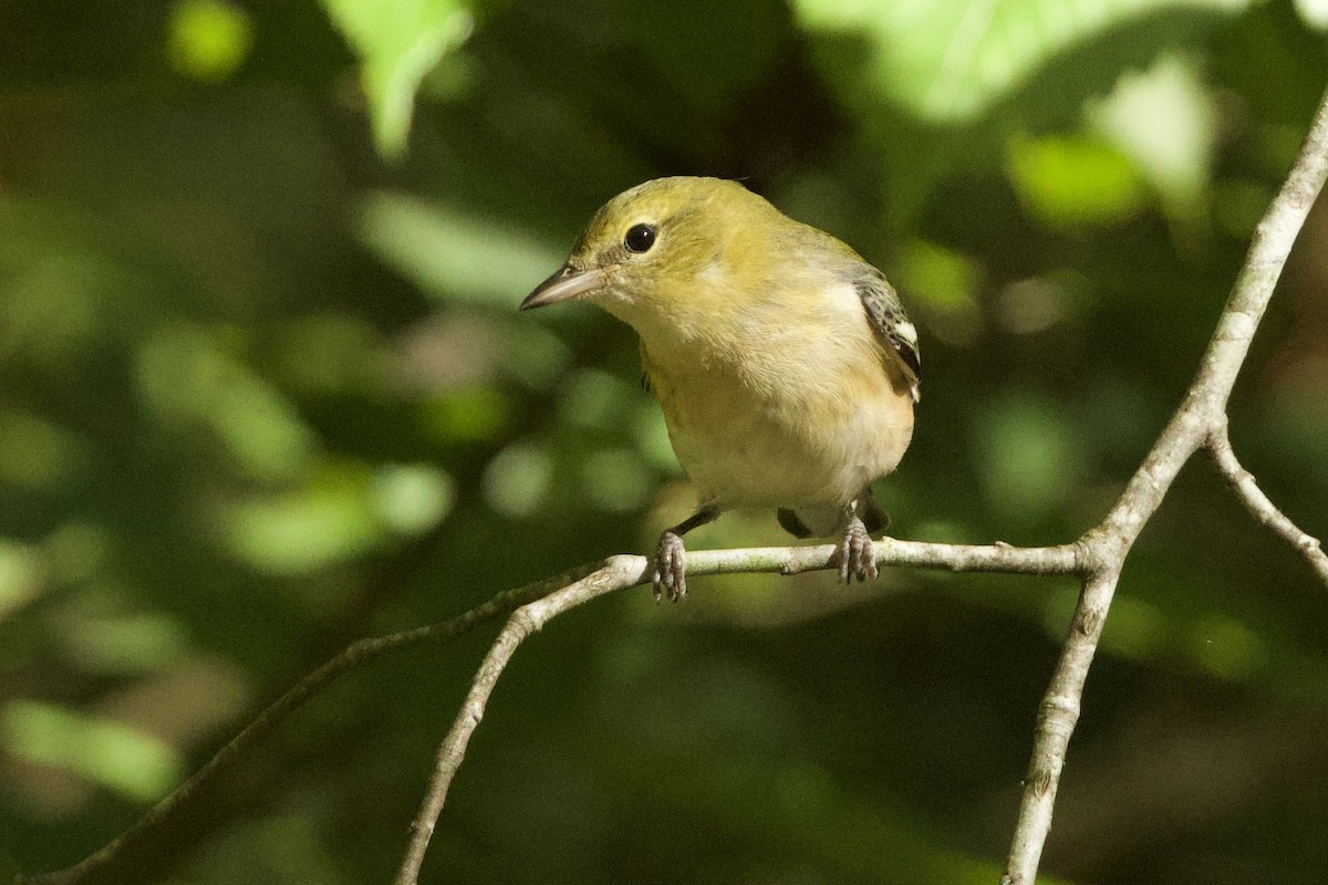 Bay-breasted Warbler - ML624660539
