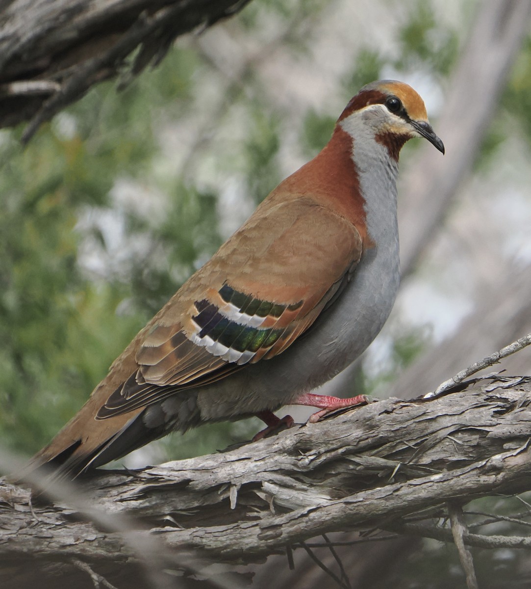 Brush Bronzewing - ML624660561