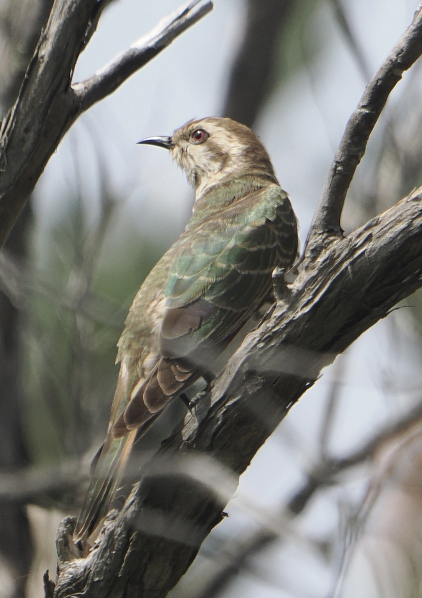 Horsfield's Bronze-Cuckoo - ML624660580