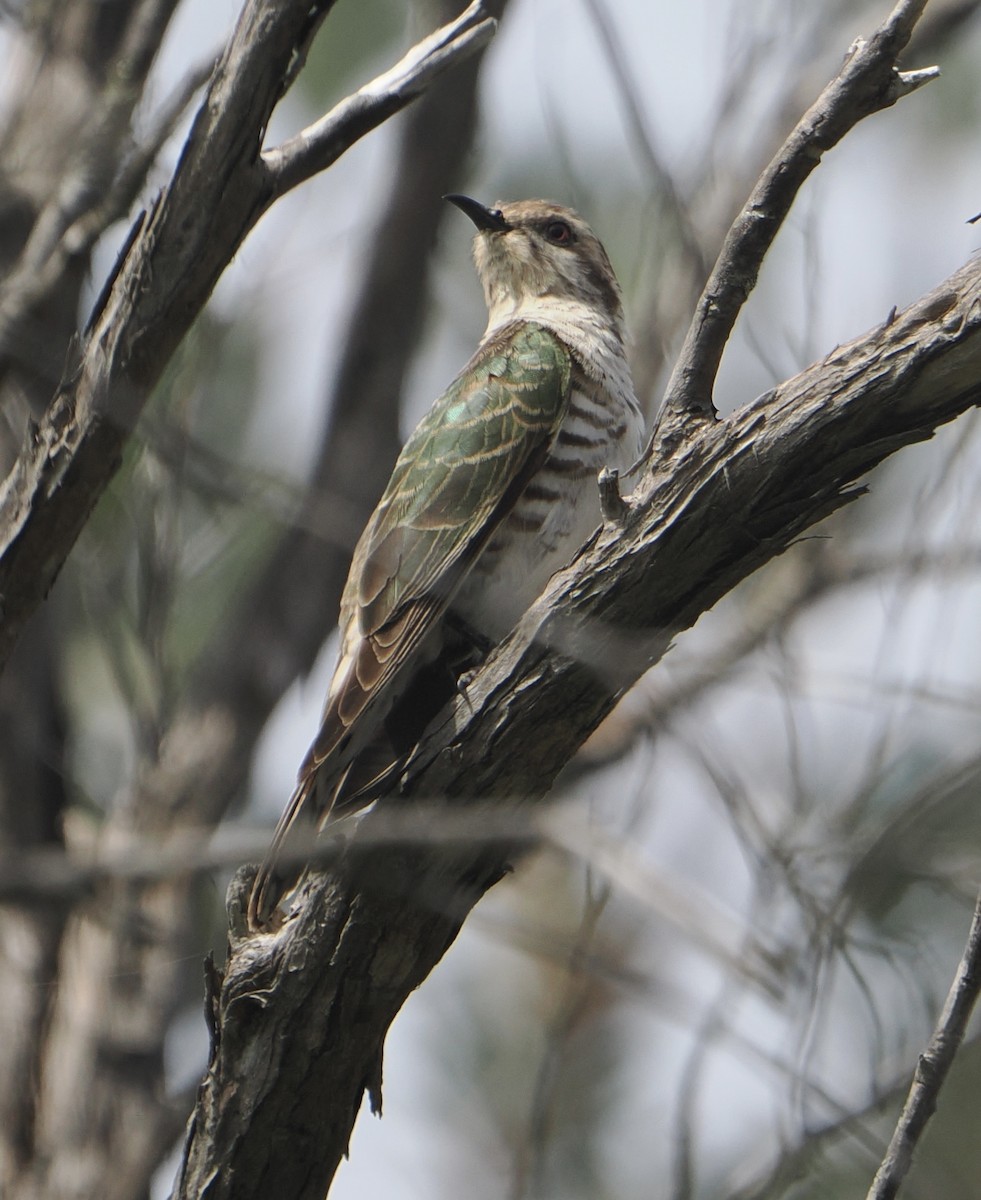 Horsfield's Bronze-Cuckoo - ML624660581