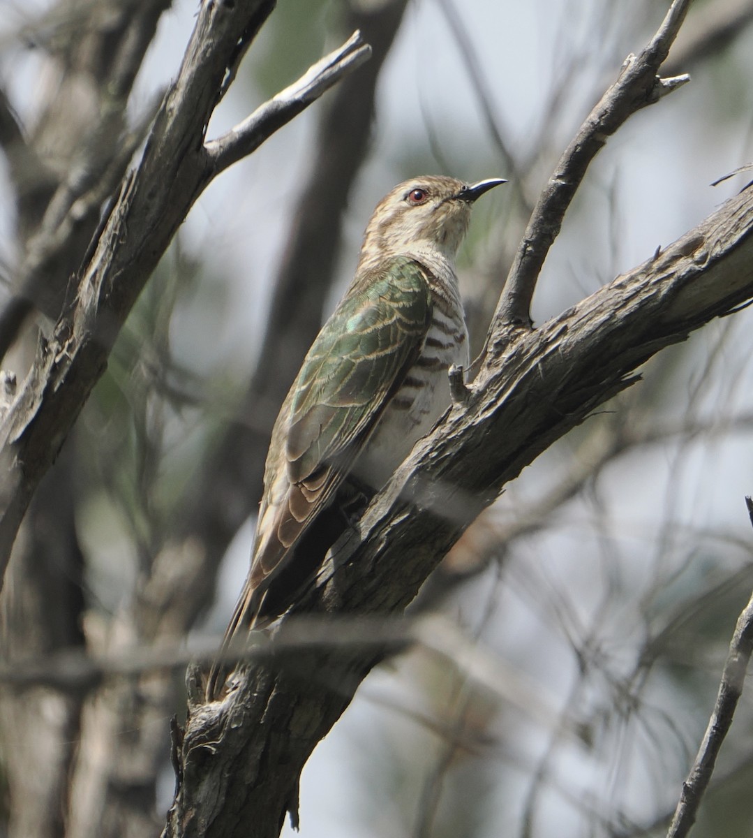 Horsfield's Bronze-Cuckoo - ML624660582
