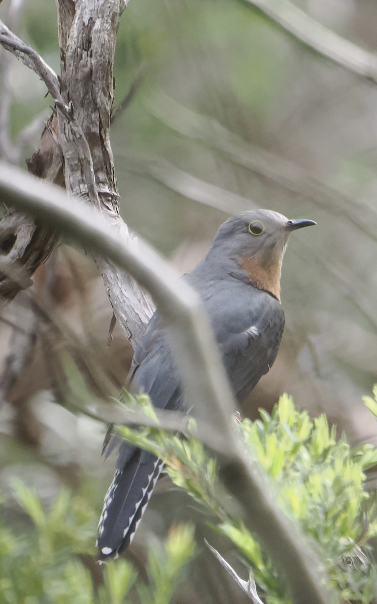 Fan-tailed Cuckoo - ML624660588