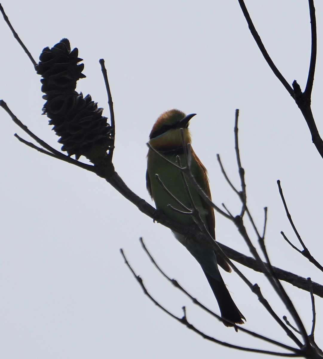 Rainbow Bee-eater - ML624660597