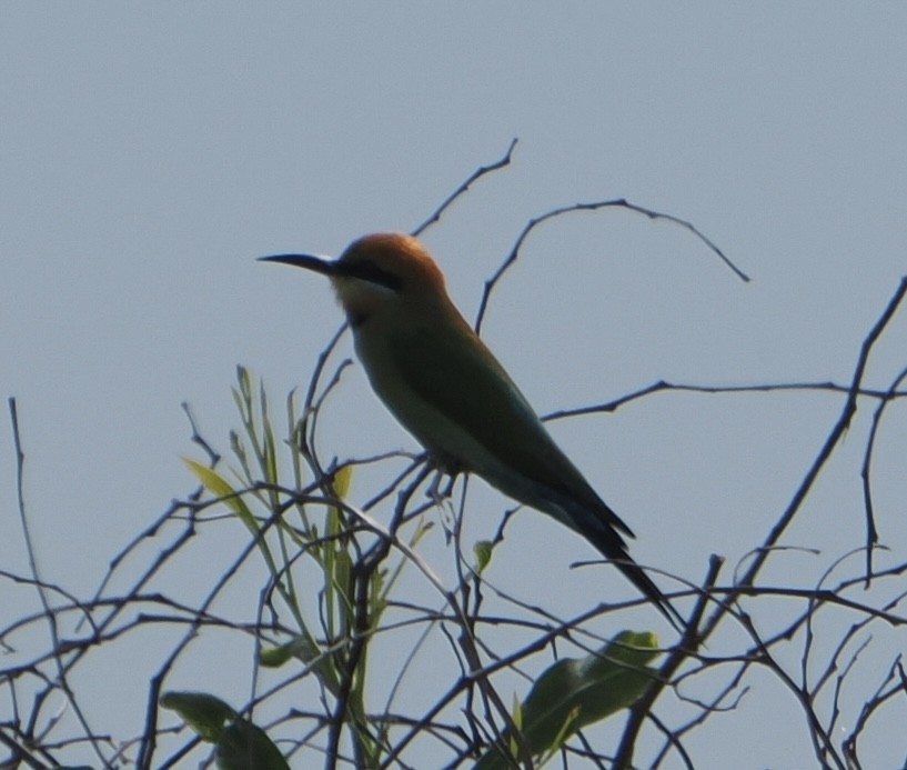 Rainbow Bee-eater - ML624660598