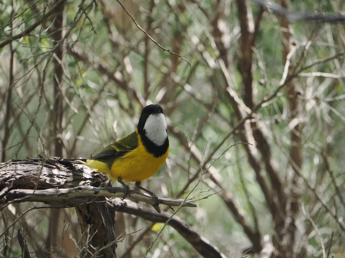 Golden Whistler (Eastern) - ML624660612