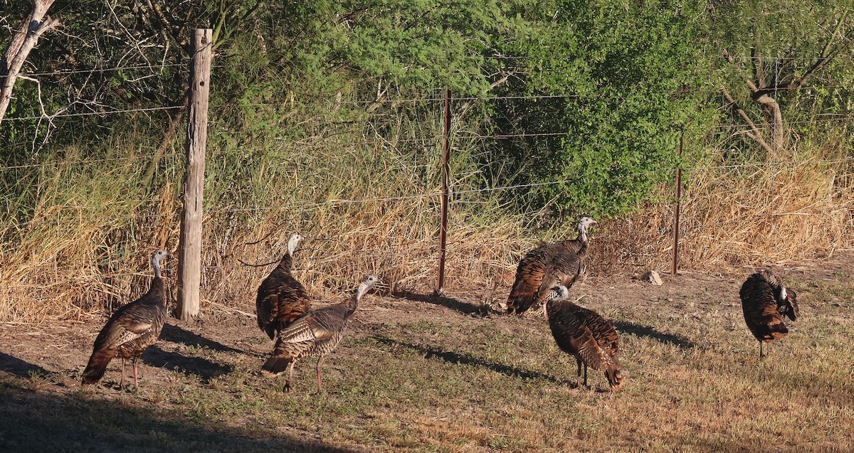 Wild Turkey - ML624660690