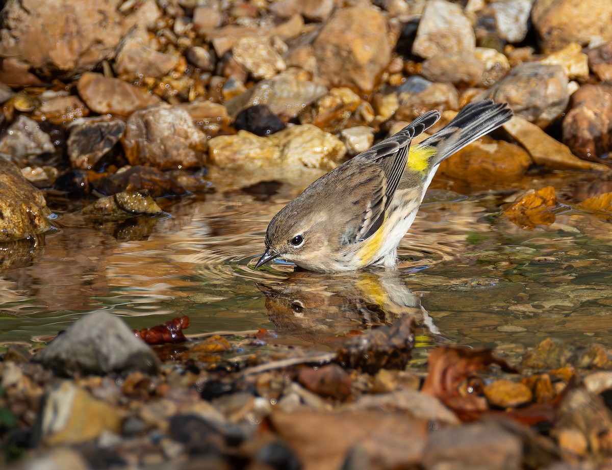 Yellow-rumped Warbler - ML624660722