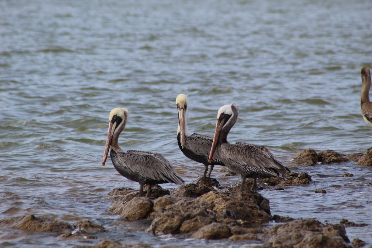 Brown Pelican - ML624660862