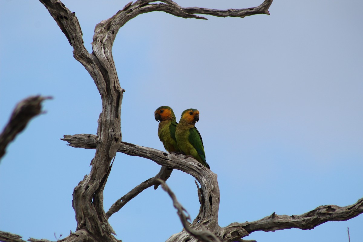 Brown-throated Parakeet - ML624660933