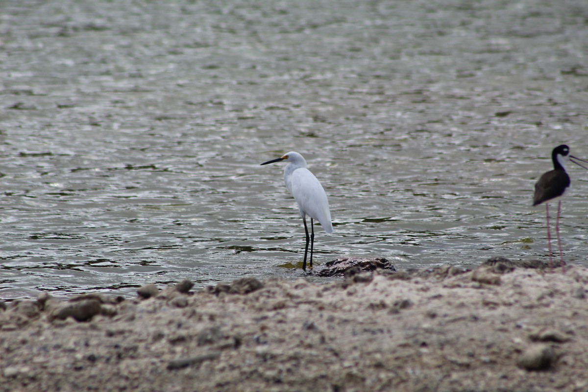 Snowy Egret - ML624660995