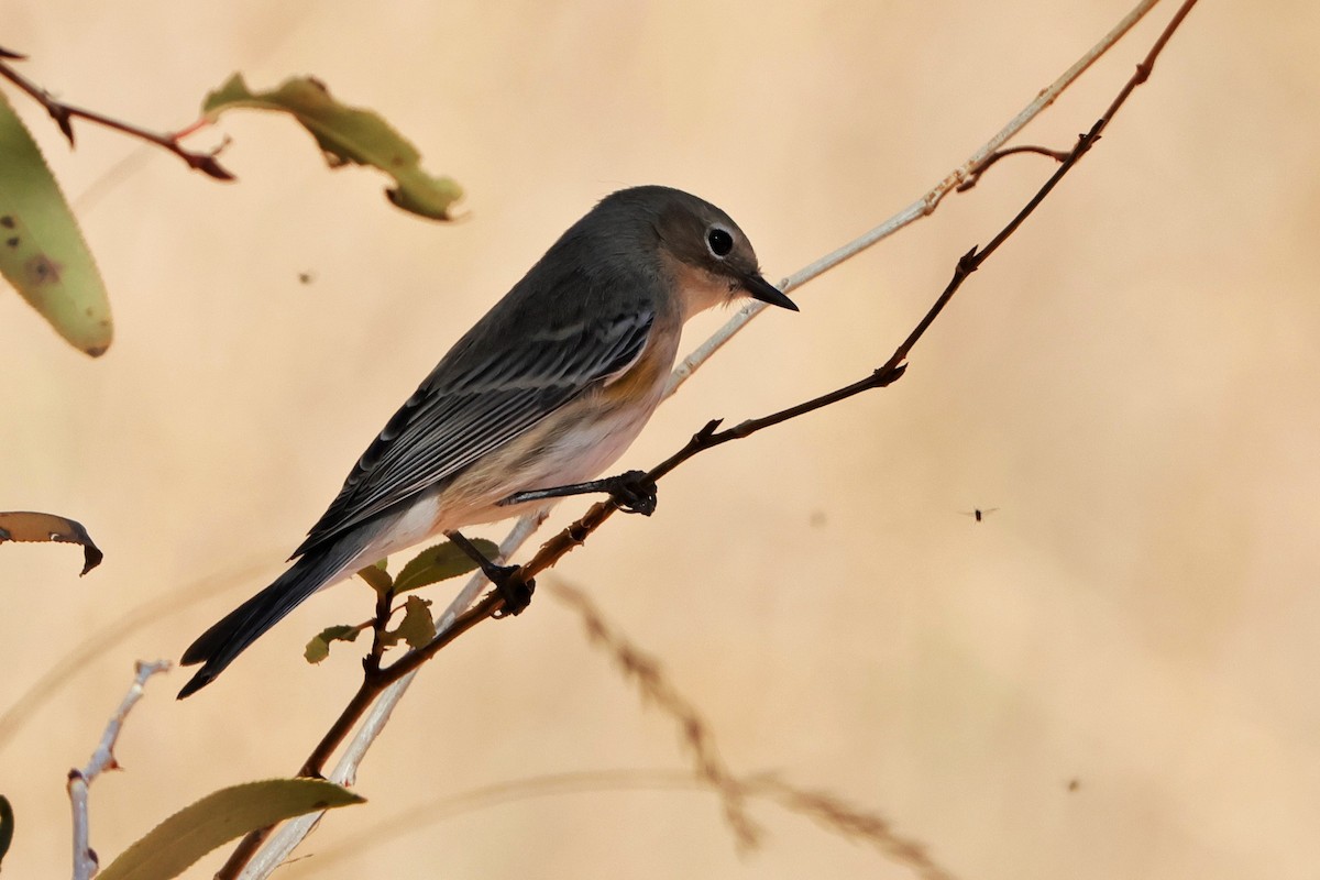 Yellow-rumped Warbler (Audubon's) - ML624660996