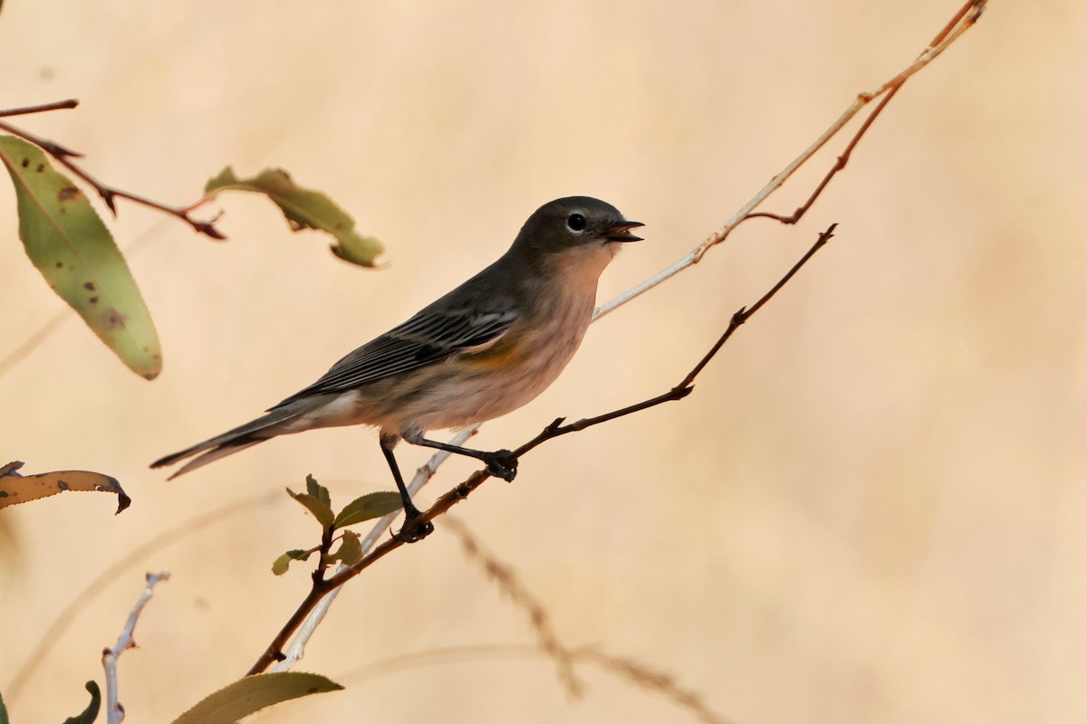 Yellow-rumped Warbler (Audubon's) - ML624660997