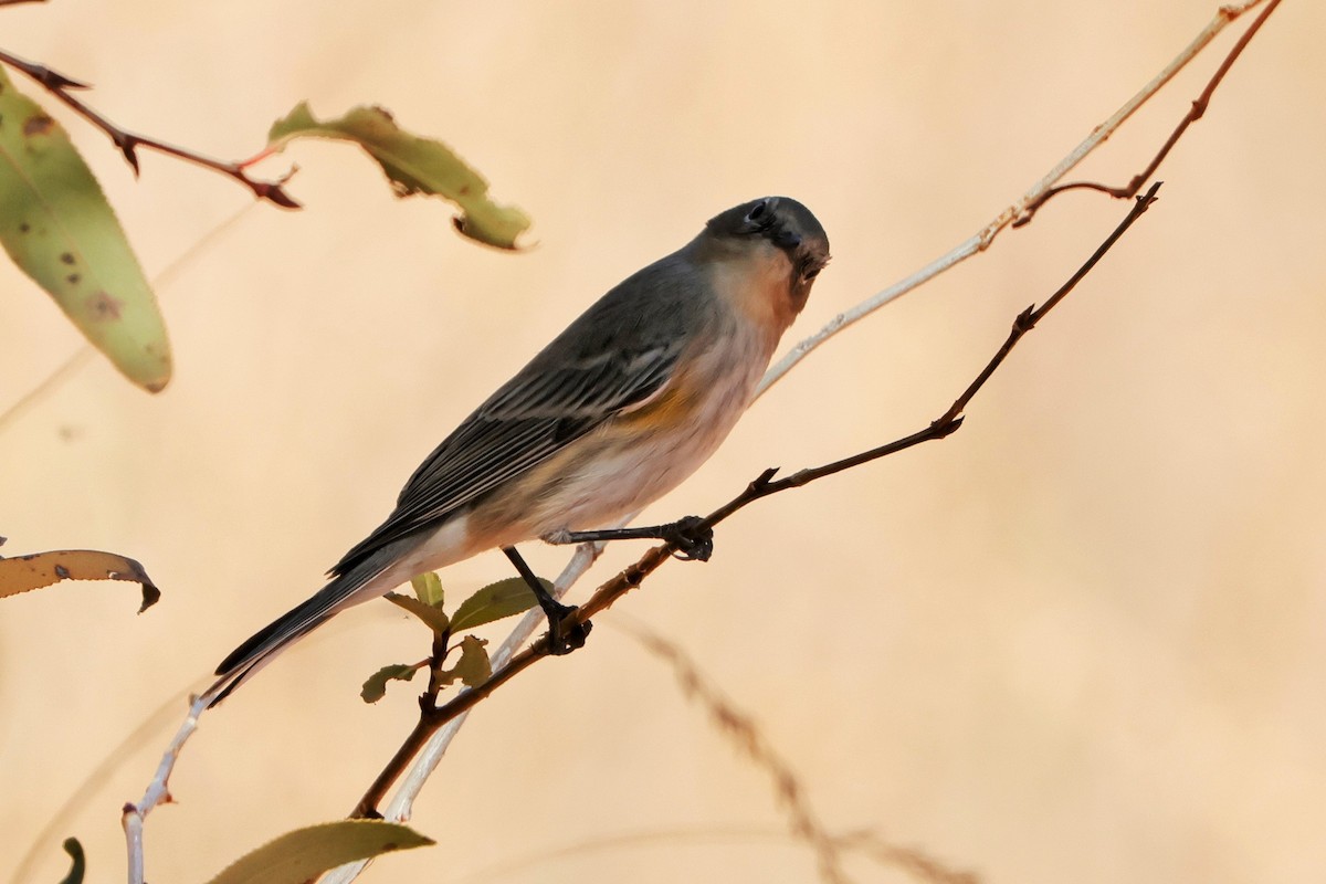 Yellow-rumped Warbler (Audubon's) - ML624660998