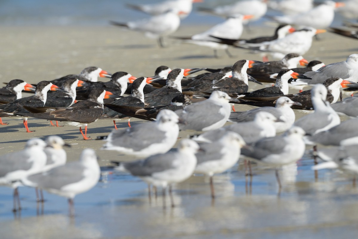 Black Skimmer (niger) - ML624661002