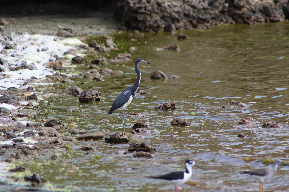 Tricolored Heron - ML624661050