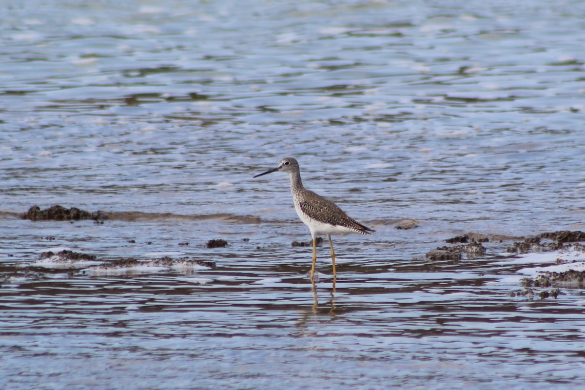 Greater Yellowlegs - ML624661146