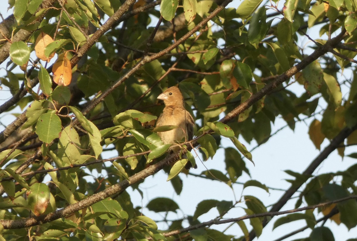 Blue Grosbeak - ML624661388