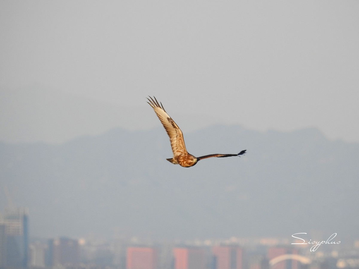 Eastern Buzzard - ML624661446