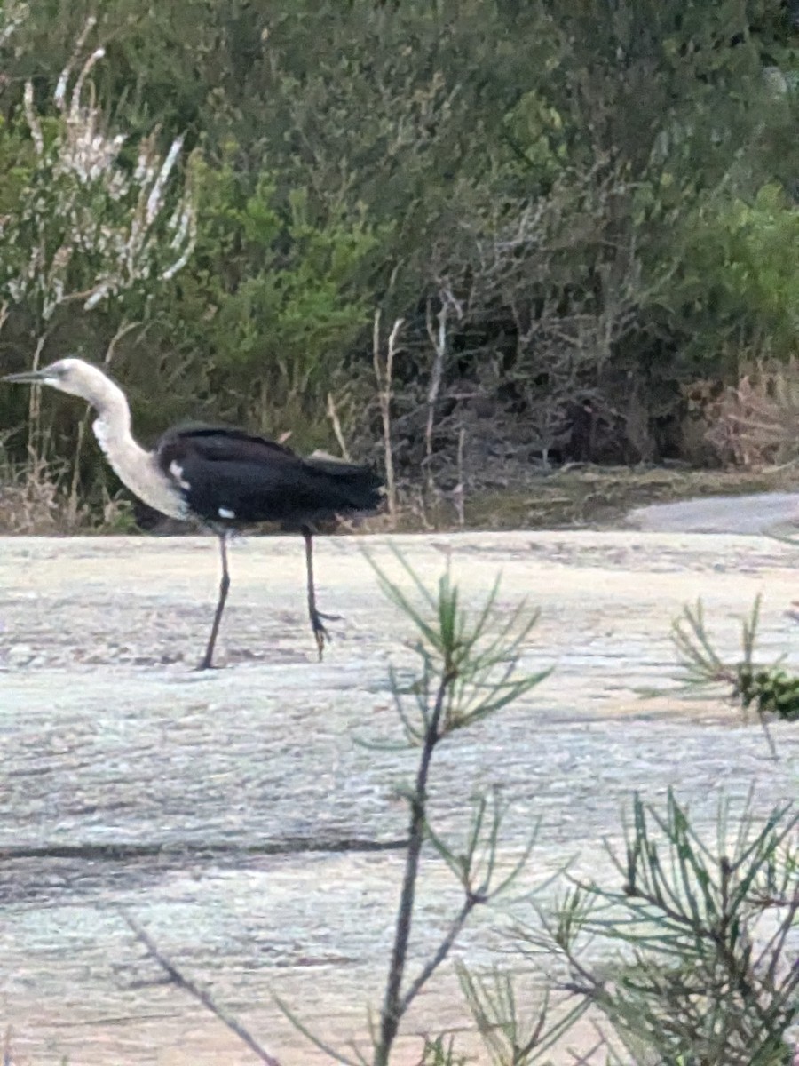 Pacific Heron - ML624661465