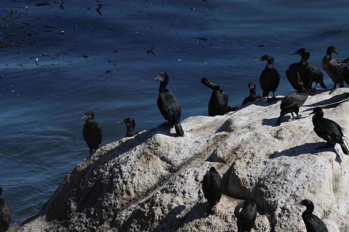 Brandt's Cormorant - ML624661475