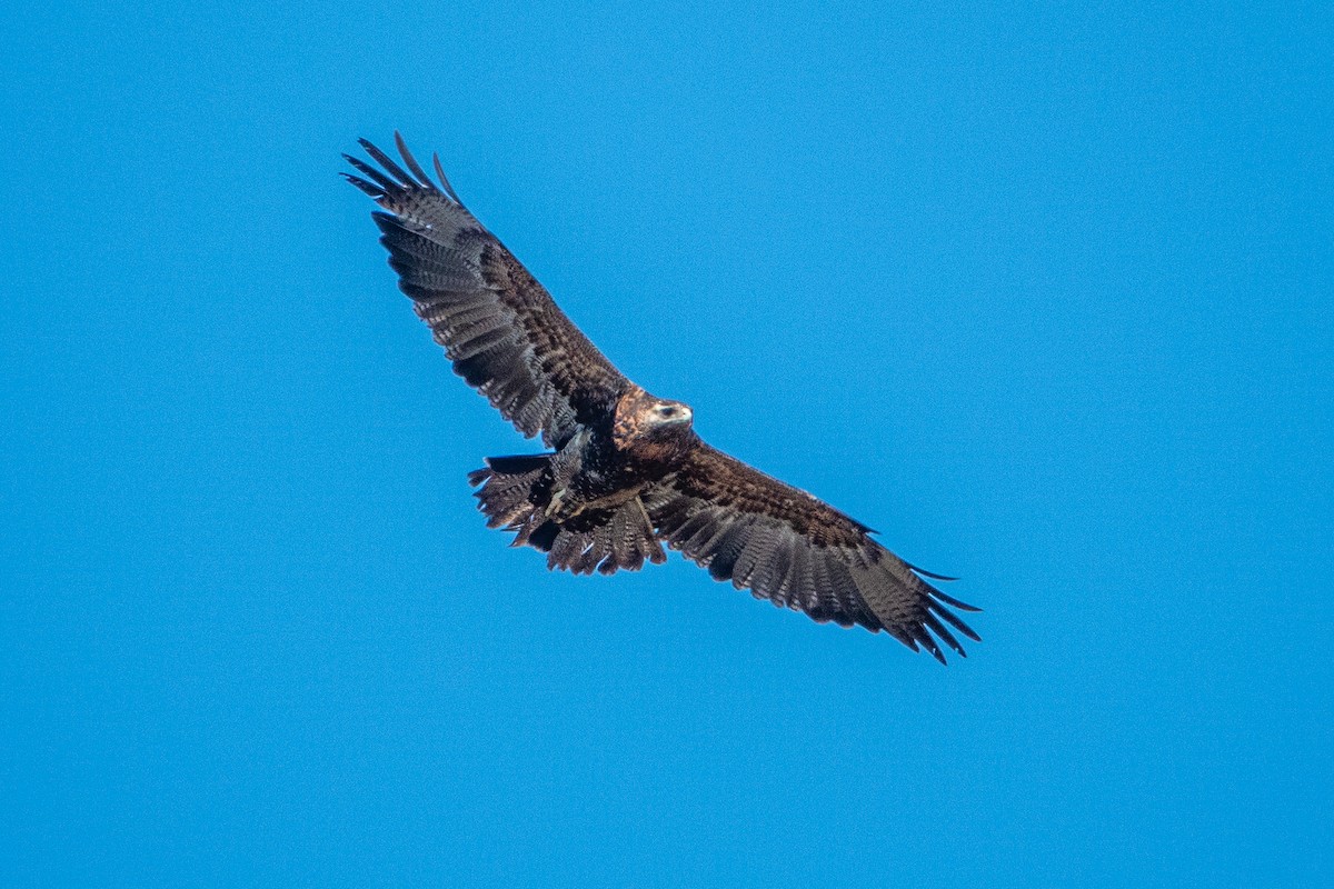 Black-chested Buzzard-Eagle - ML624661851